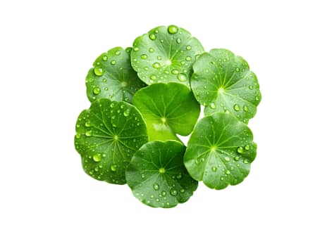 SKIN1004 - Centella Asiatica