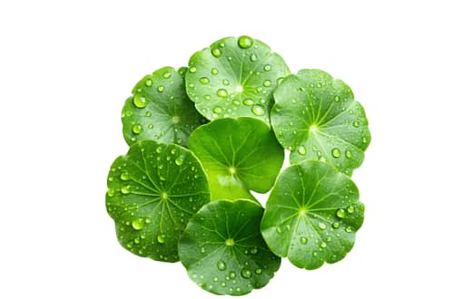 SKIN1004 - Centella Asiatica