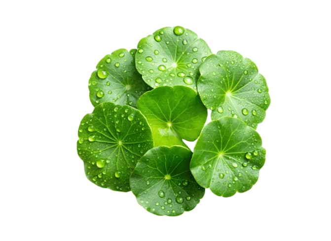SKIN1004 - Centella Asiatica