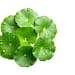 SKIN1004 - Centella Asiatica